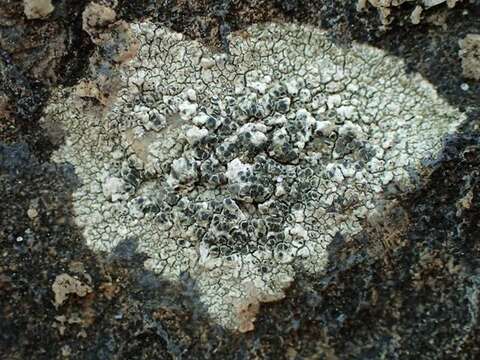 Image of rim lichen