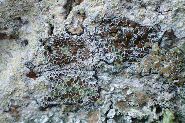 Image of rim lichen