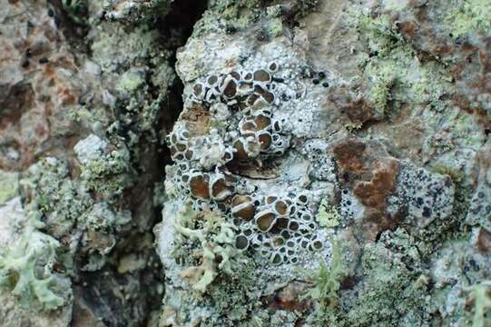 Image of rim lichen