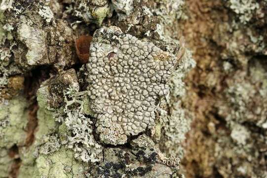 Слика од Lecanora carpinea (L.) Vain.