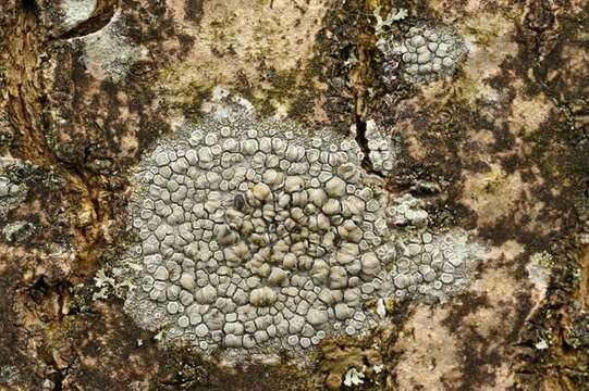 Image of rim lichen