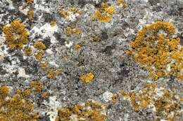 Image of rim lichen