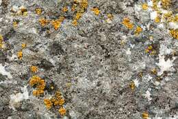 Image of rim lichen