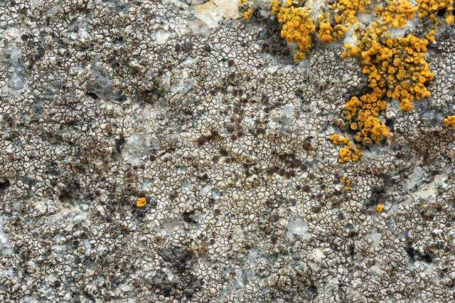 Image of rim lichen