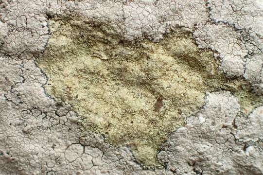 Image de Lecanora orosthea (Ach.) Ach.