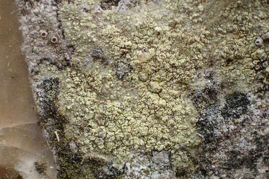 Image of rim lichen