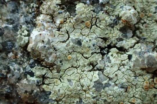 Image de <i>Lecanora polytropa</i>