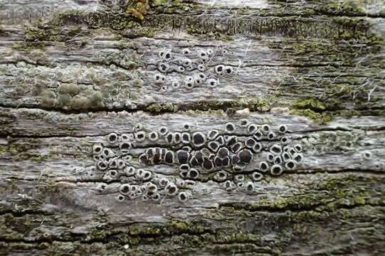 Image of rim lichen