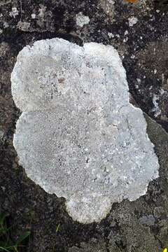 Image of rim lichen