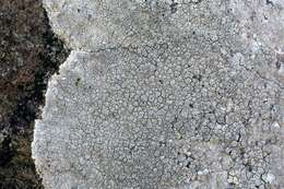 Image of rim lichen