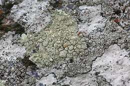 Image of rim lichen