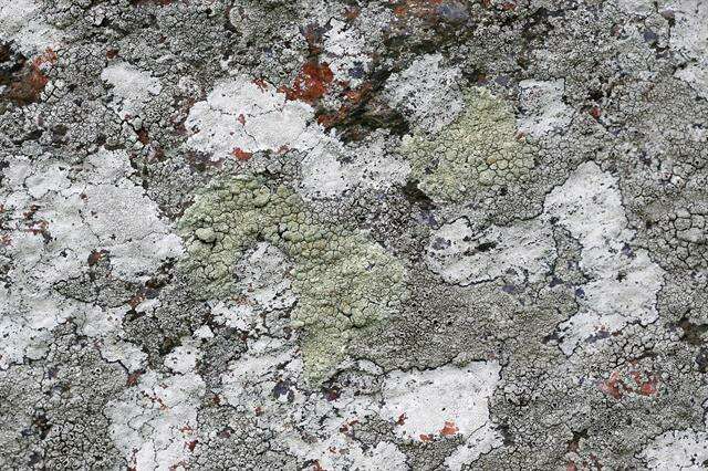 Image of rim lichen