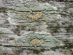 Image of rim lichen