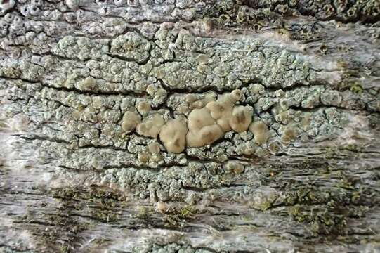 Image of rim lichen