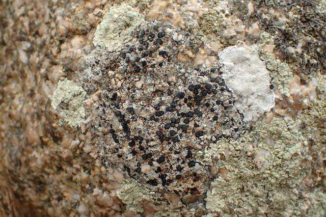 Image of lecidea lichen