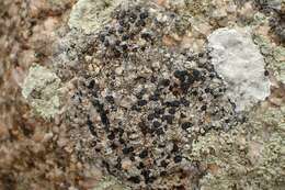 Image of lecidea lichen