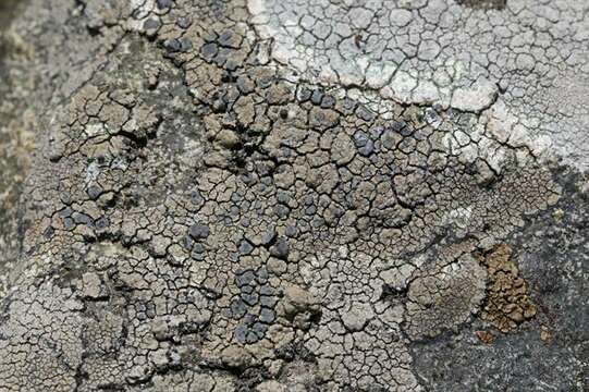 Image of lecidea lichen