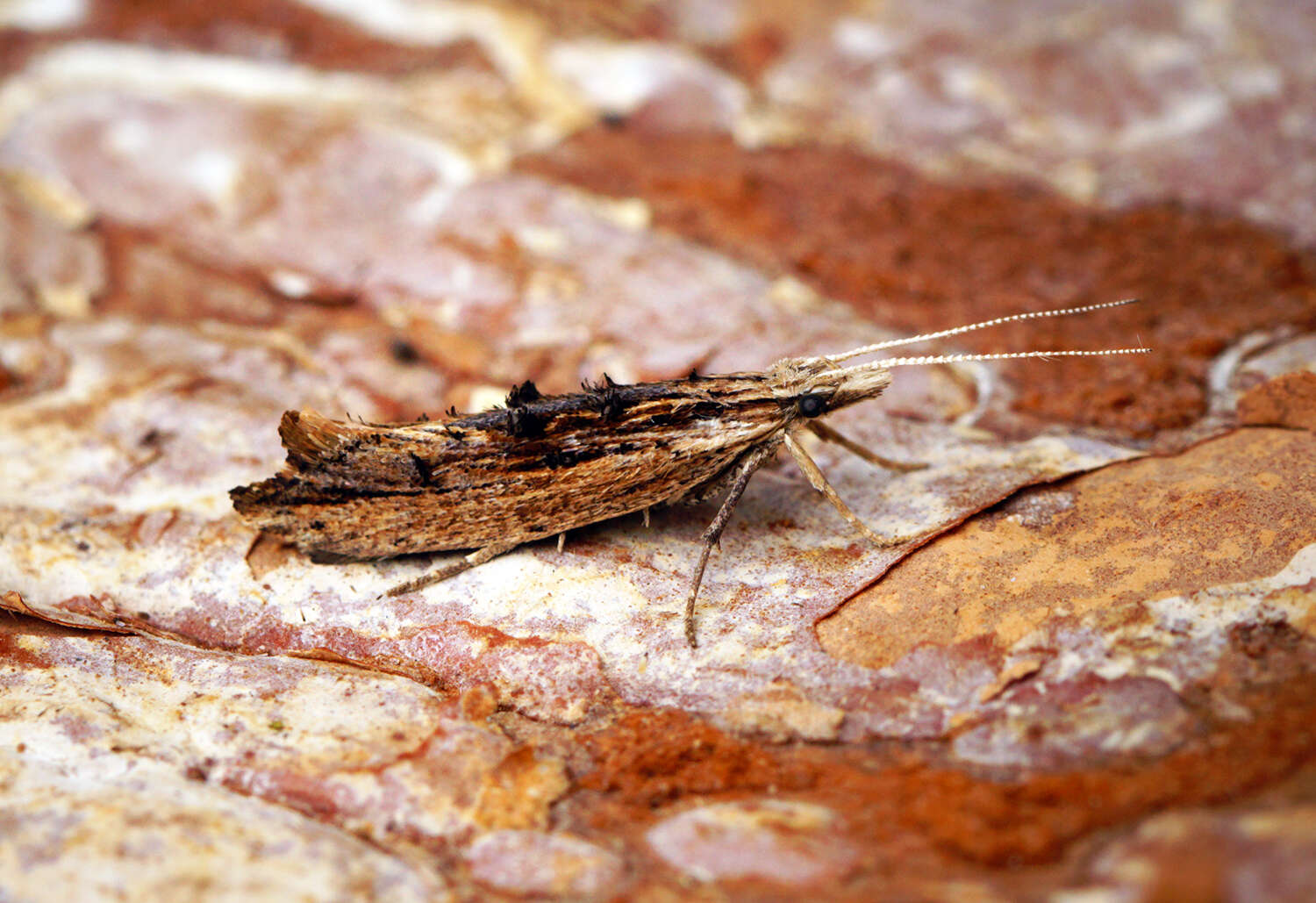 Image of Ypsolopha scabrella