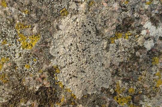 Image of lecidea lichen