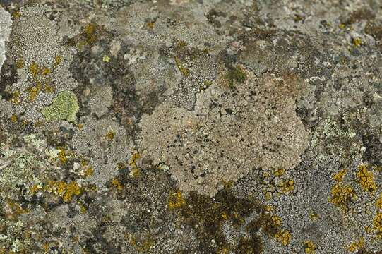 Image of lecidea lichen