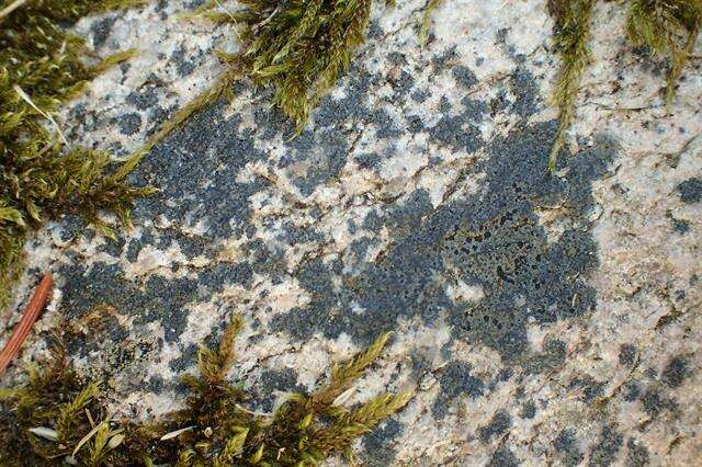Image of lecidea lichen