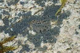 Image of lecidea lichen