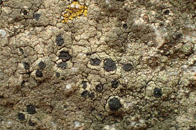 Image of lecidella lichen