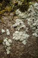 Image of dust lichen