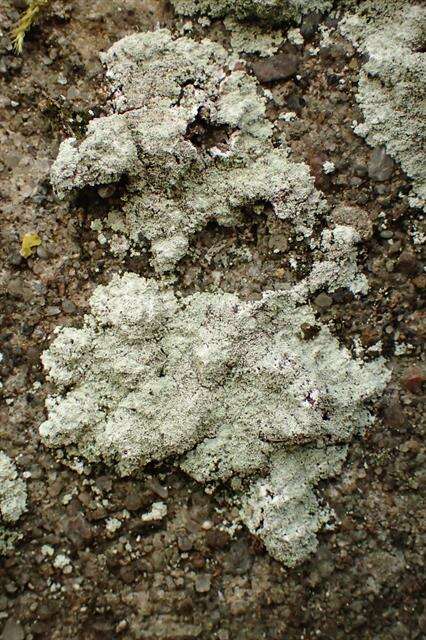 Image of dust lichen