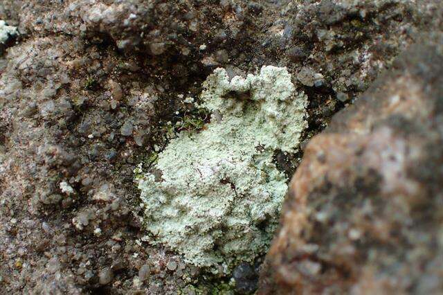 Image of dust lichen