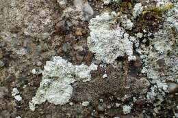 Image of dust lichen