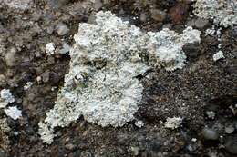 Image of dust lichen