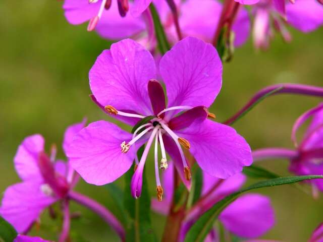 Imagem de Epilobium angustifolium L.