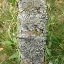 Image of shield lichen