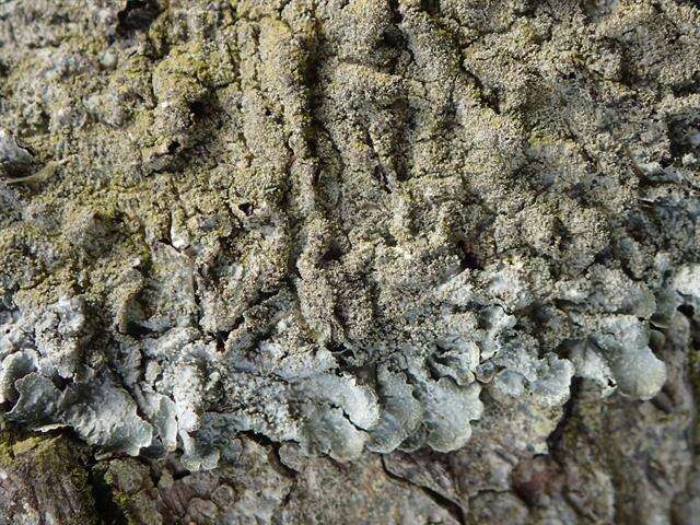 Image of shield lichen