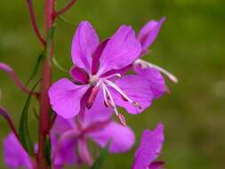 Imagem de Epilobium angustifolium L.