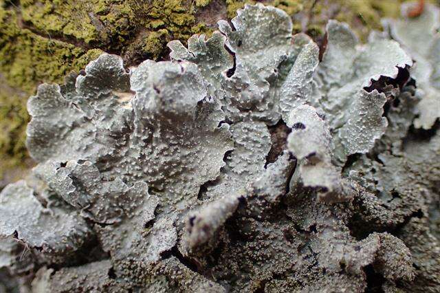 Image of shield lichen