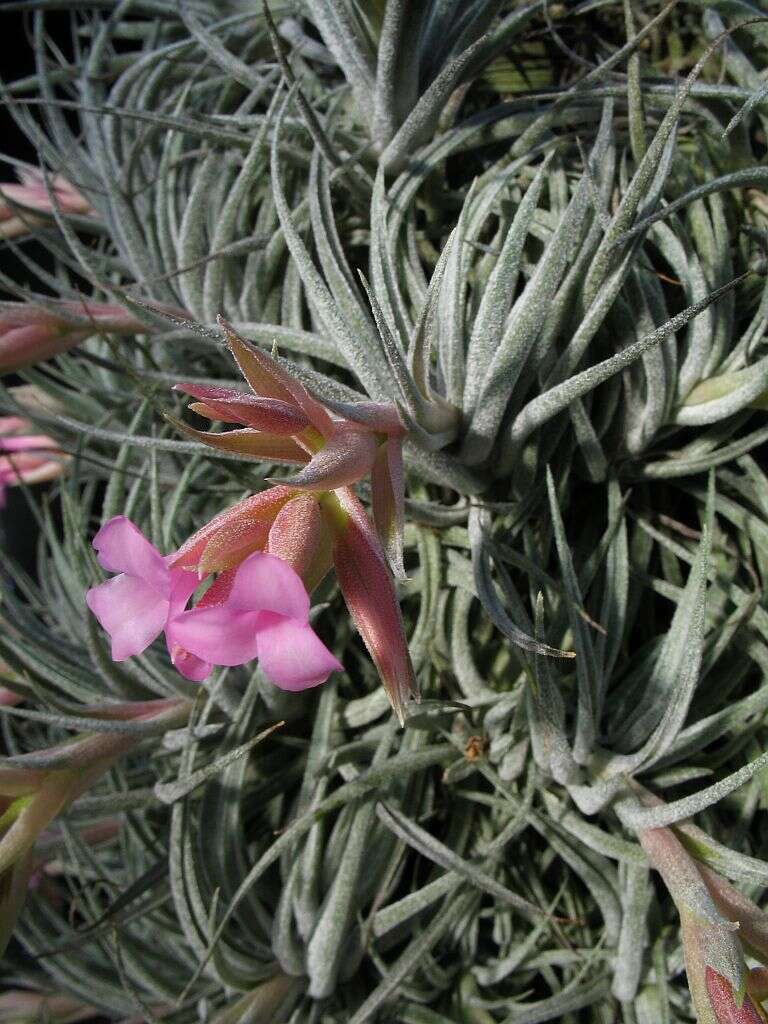 Image of Sucre Tillandsia