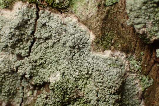 Image of wart lichens, pore lichens, and allies