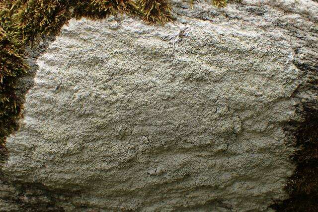 Image of pore lichen