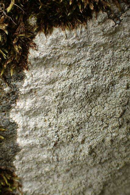 Image of pore lichen