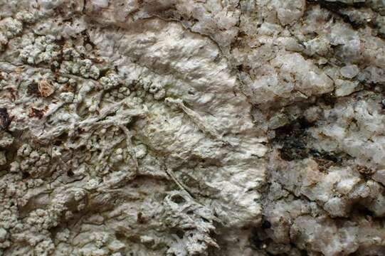 Image of pore lichen