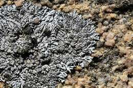 Image of Blue-gray rosette lichen