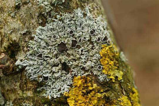 Image of starry rosette lichen