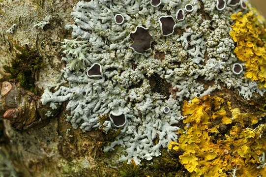 Image of starry rosette lichen