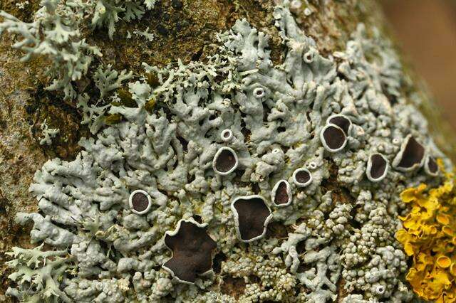 Image of starry rosette lichen