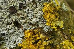 Image of starry rosette lichen