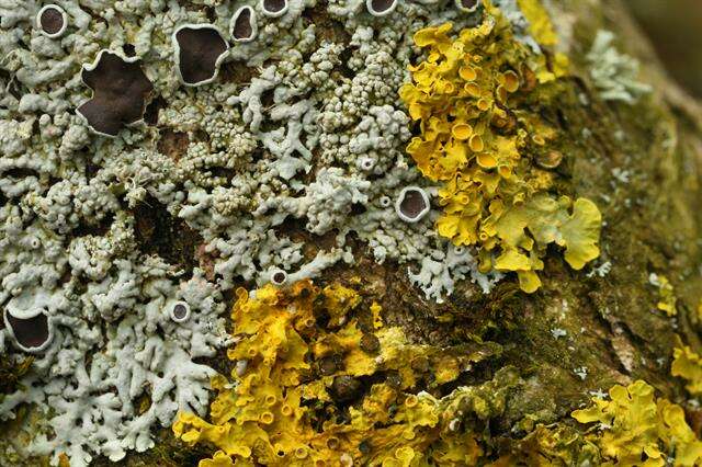 Image of starry rosette lichen