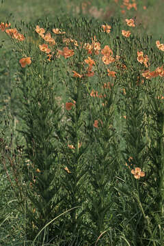 Image of Orange poppy