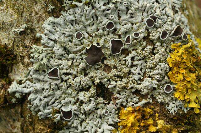 Image of starry rosette lichen